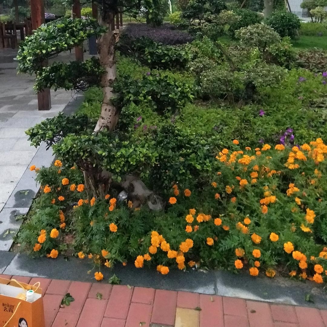 柠檬吖首播