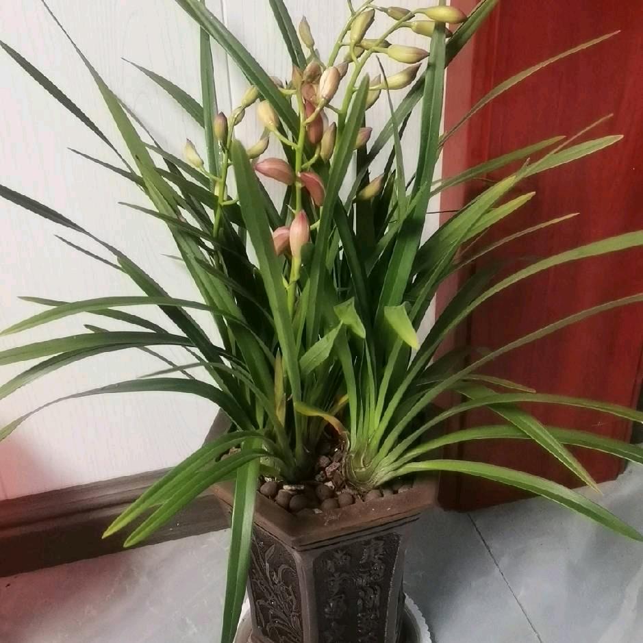 龙福食品