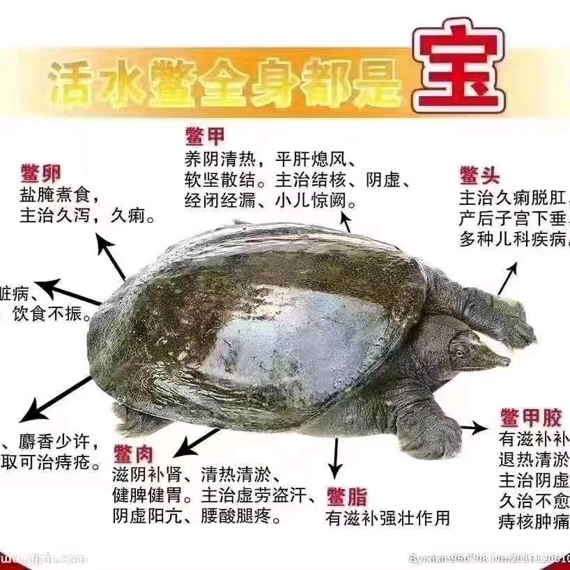 爬行天下龟鳖合作社🐢