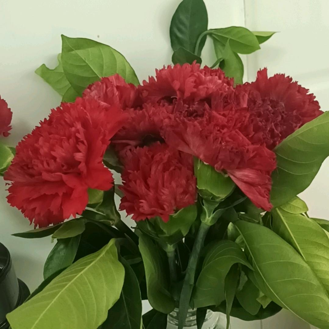 霸气女神