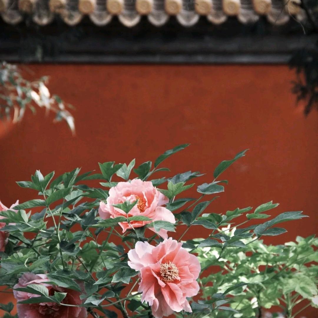 兰芷闲翁