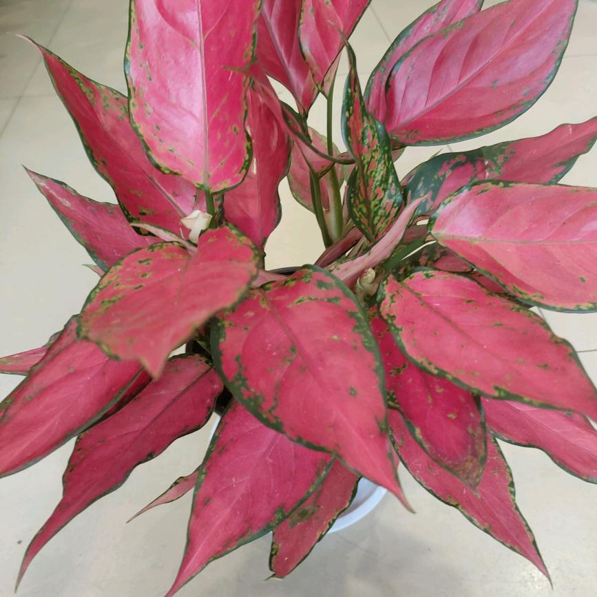 秋屿花卉