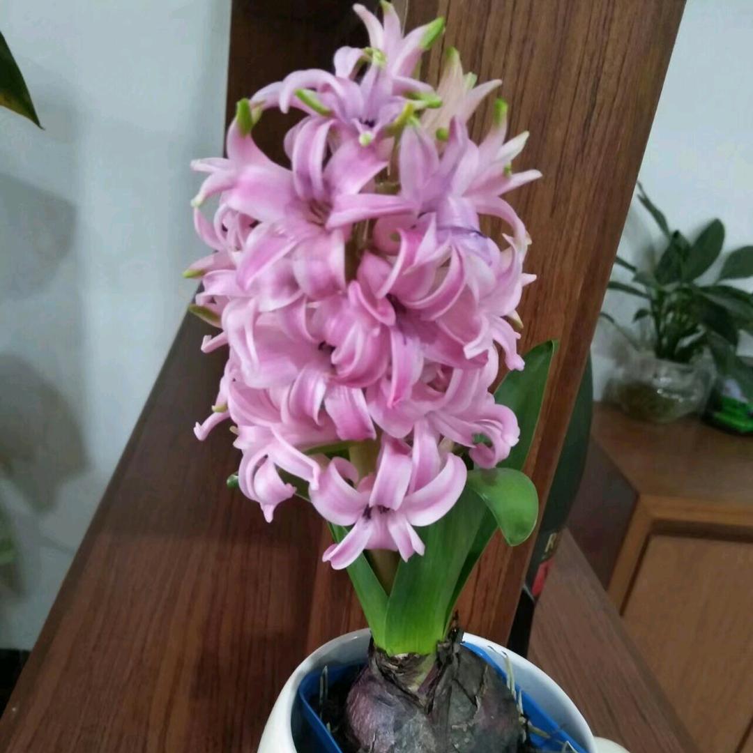 Yiyan妍妍
