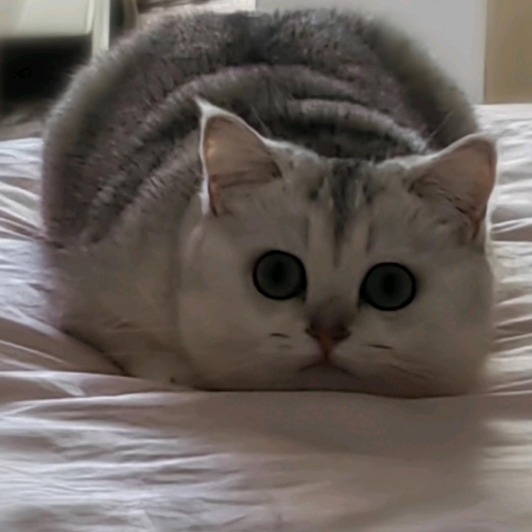 萌猫