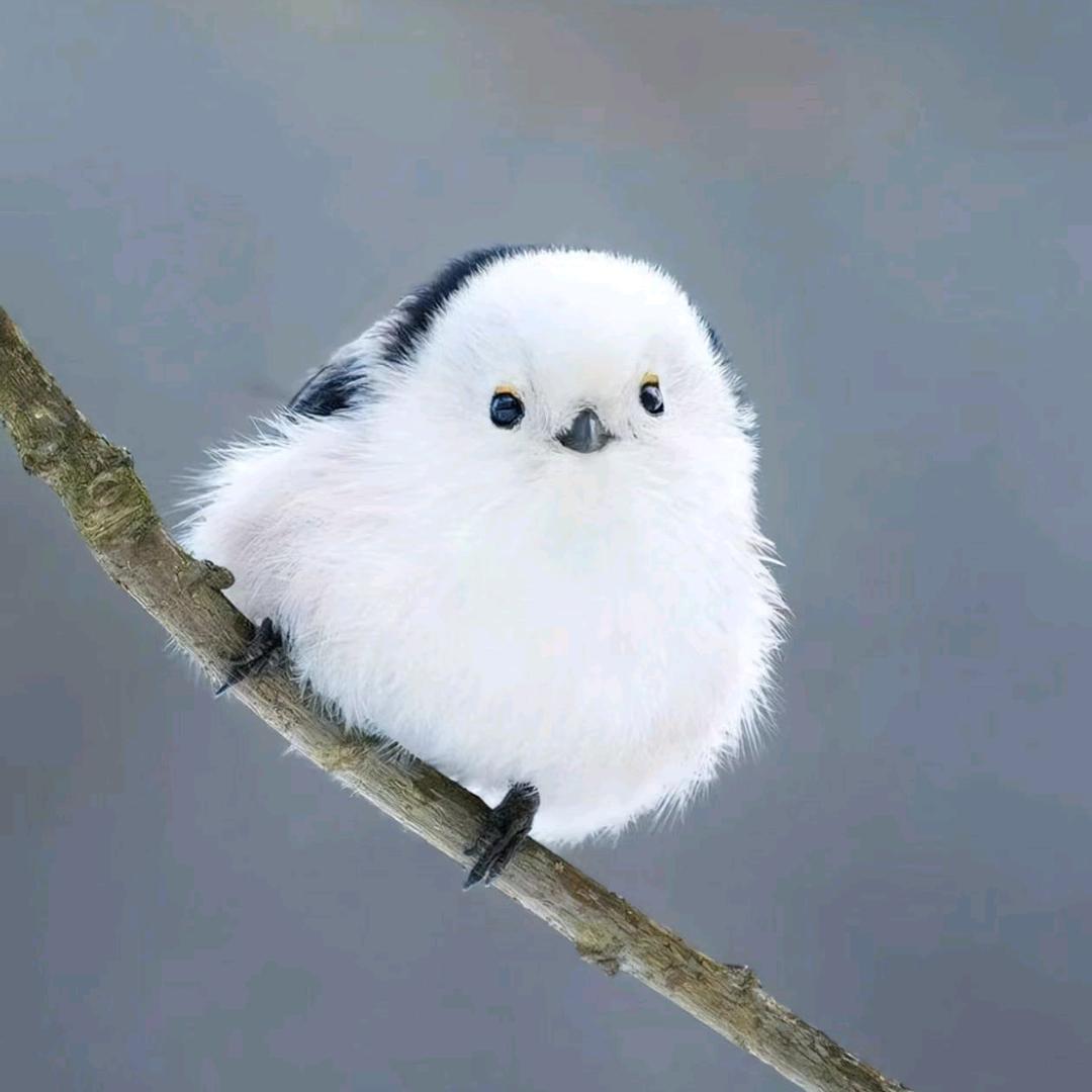 oi生活