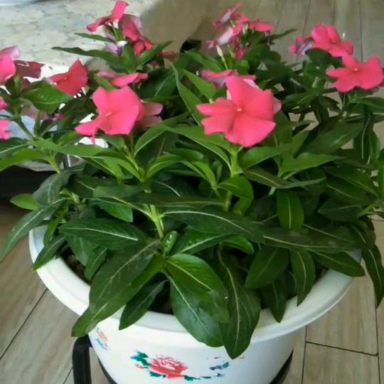 维修水暖疏通下水