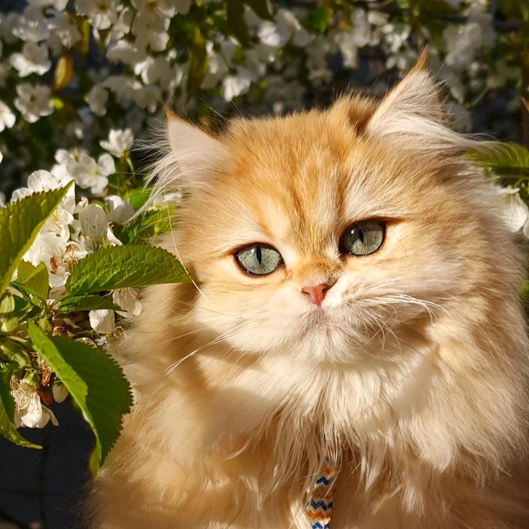 爱梳毛的安琪拉