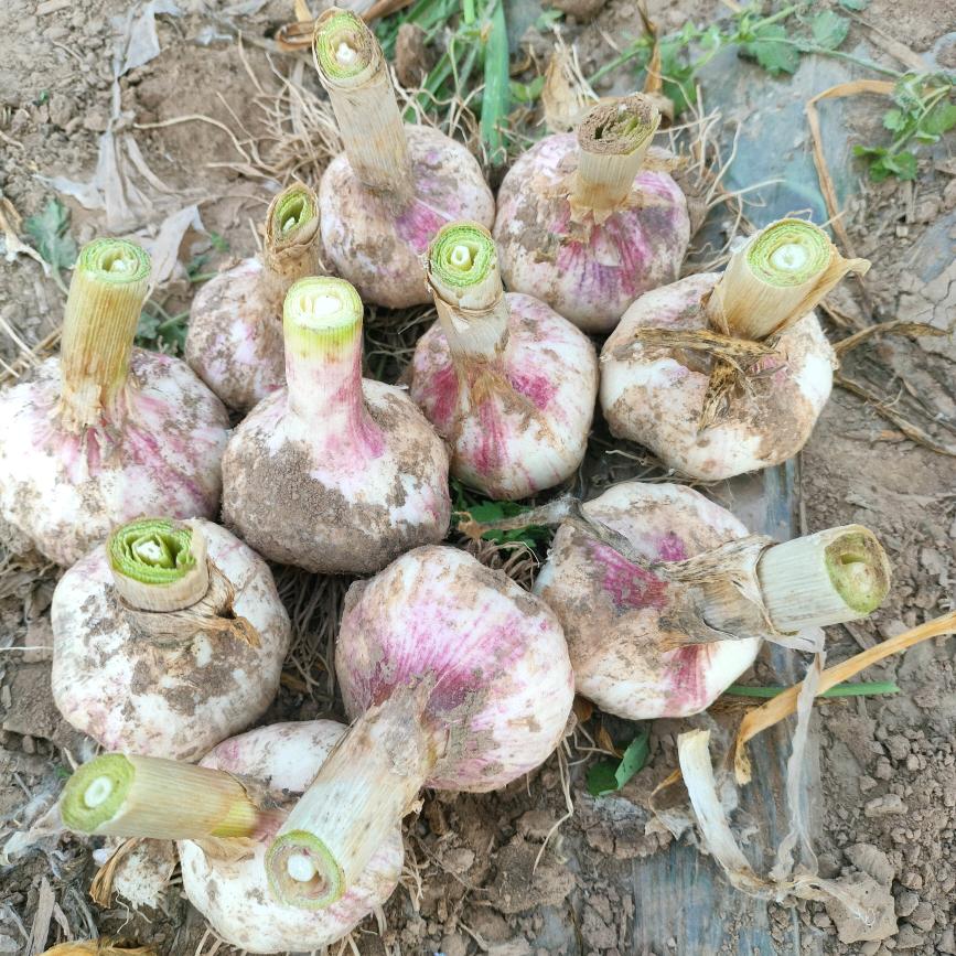 专业收大蒜，种大蒜