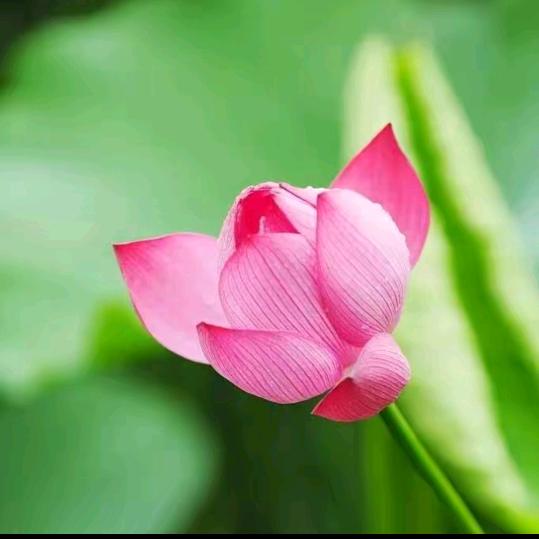 小竹子（拒私聊）