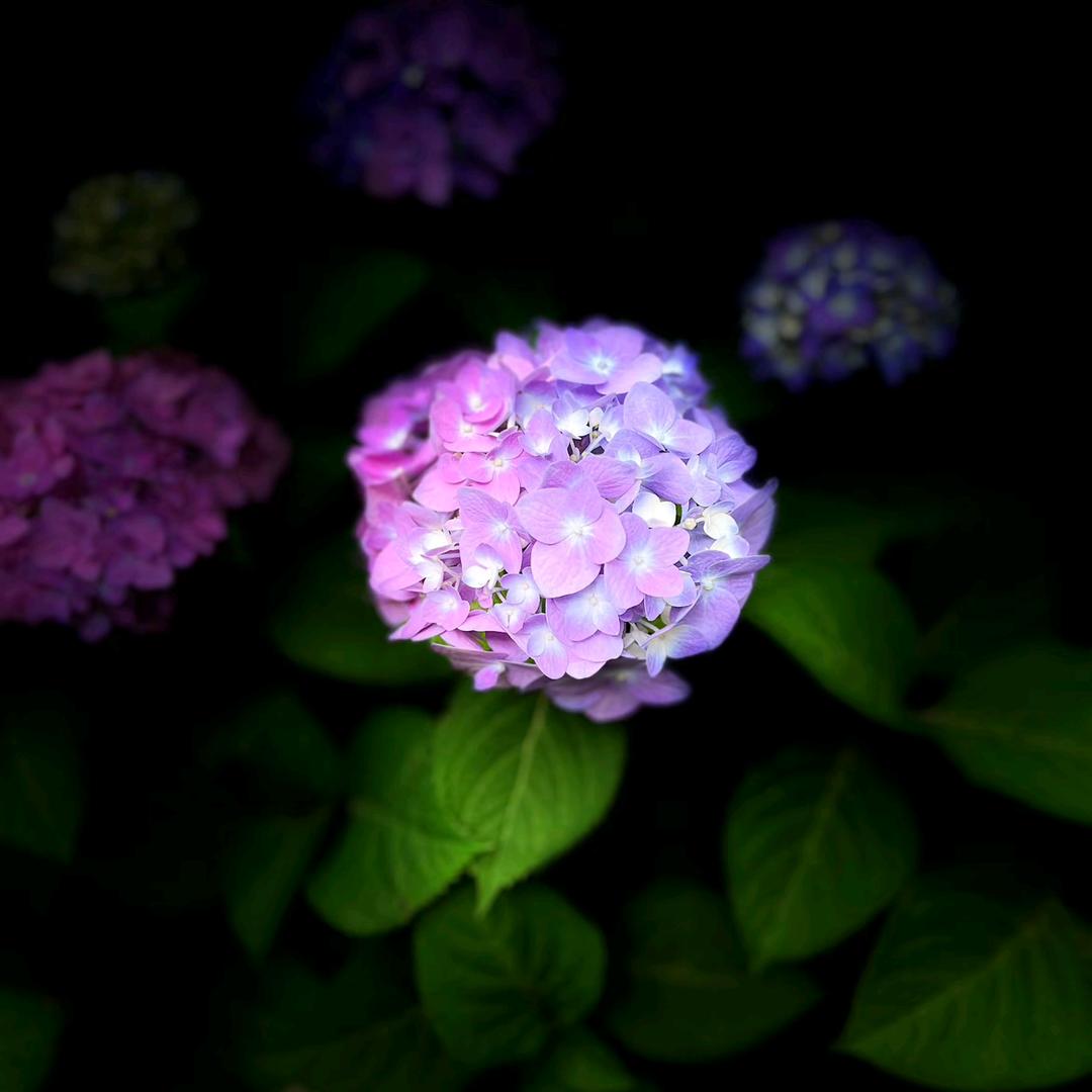 小西