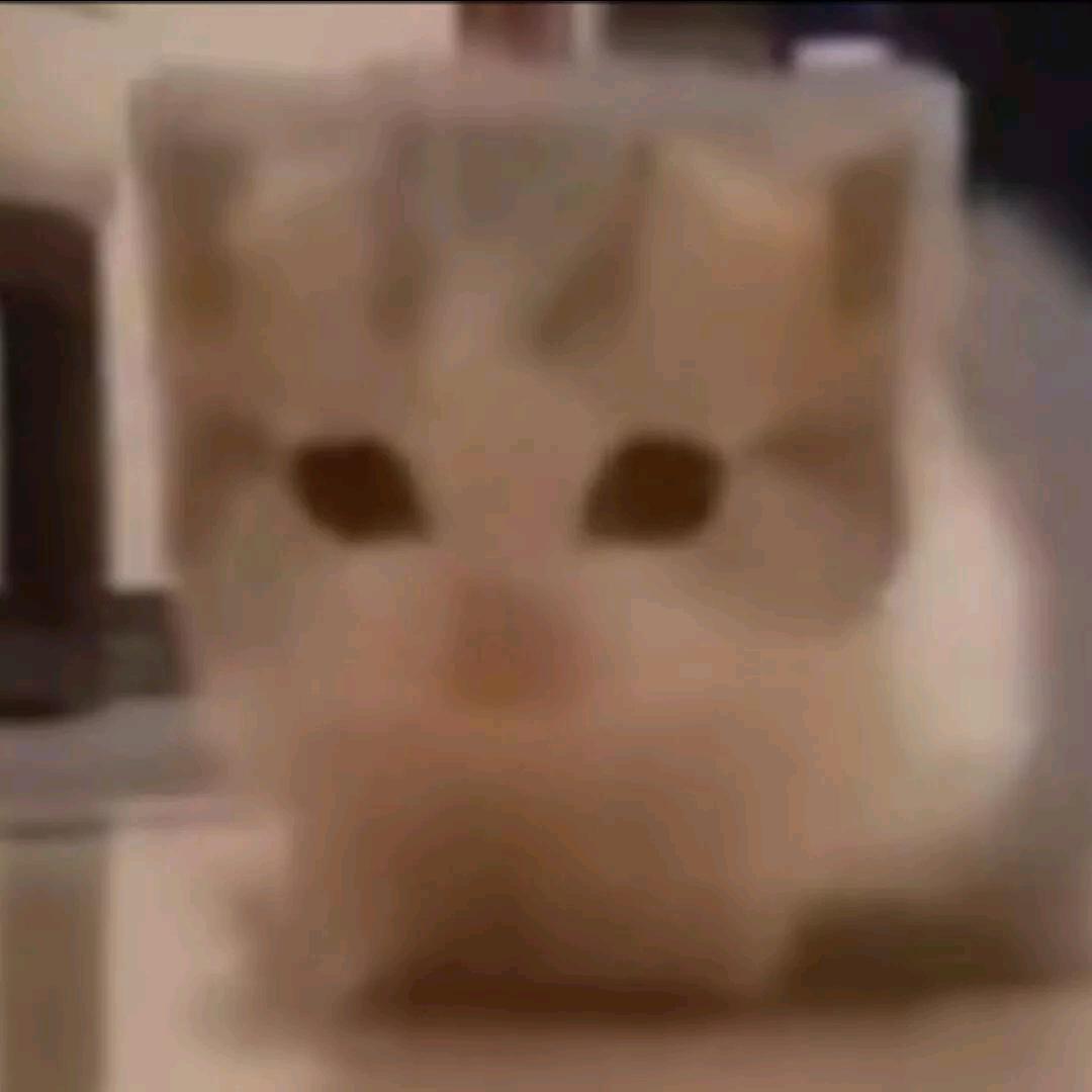 炒馍牢猫