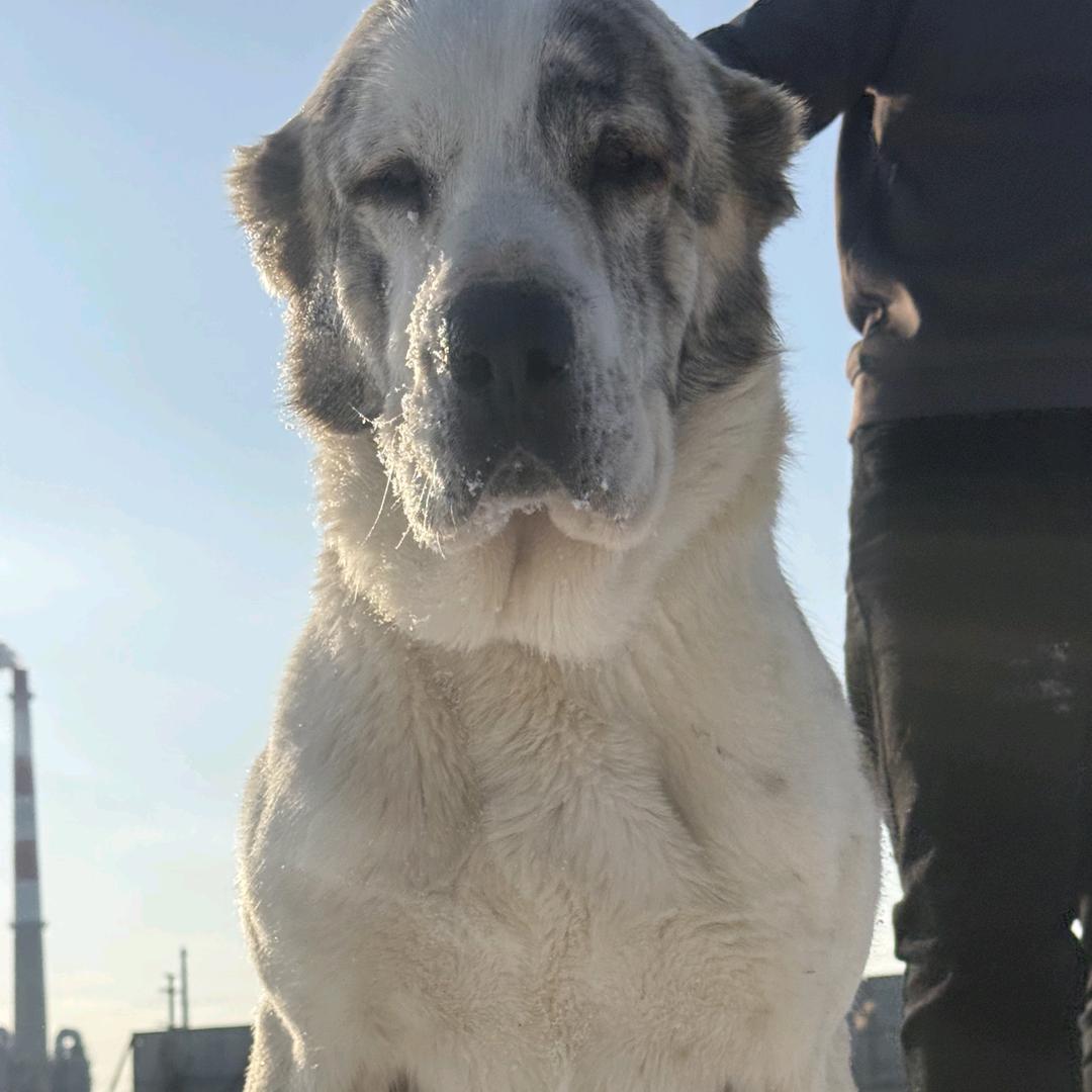 爱犬日常小栈