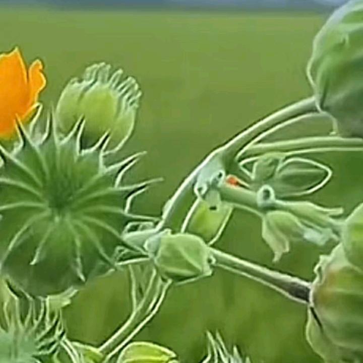 放羊秦哥