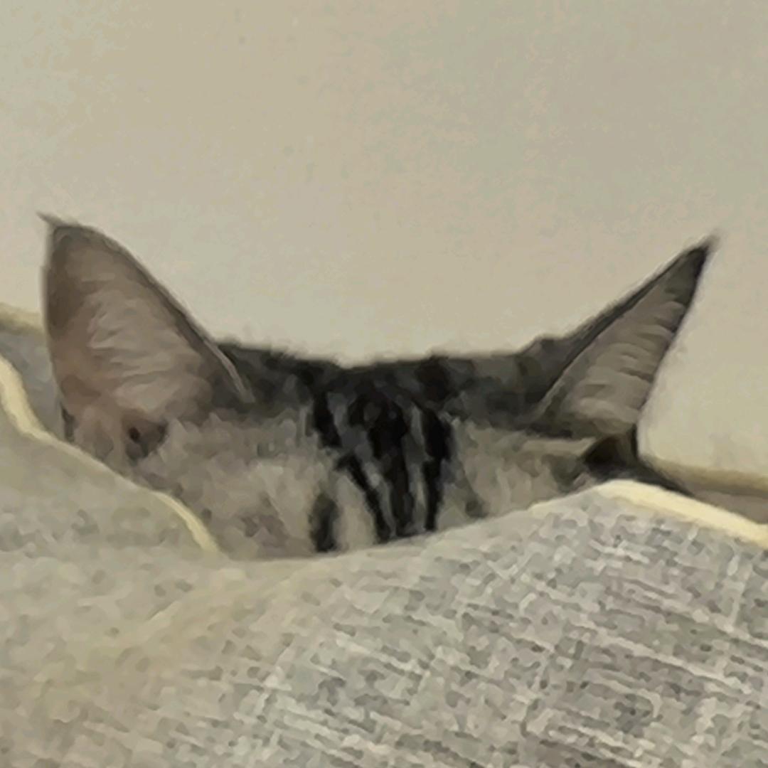 诶呦维丶