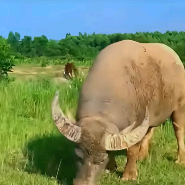 单身男人