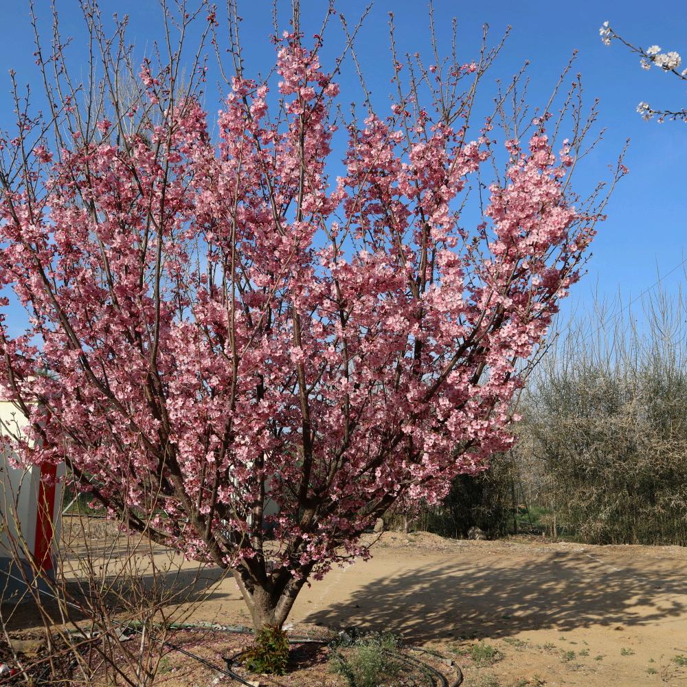 青岛阳光樱花基地