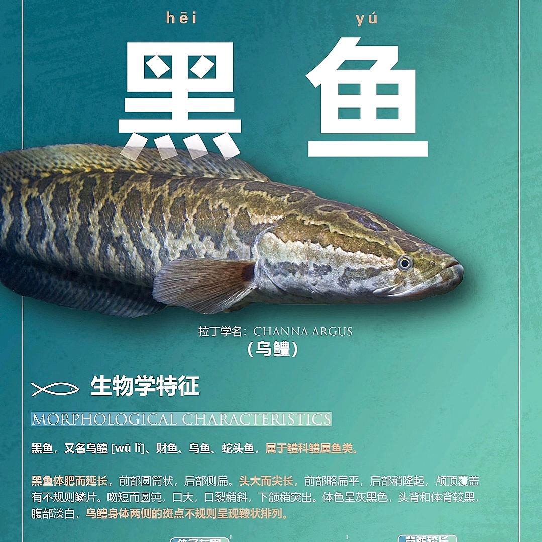 王者归来（黑鱼）