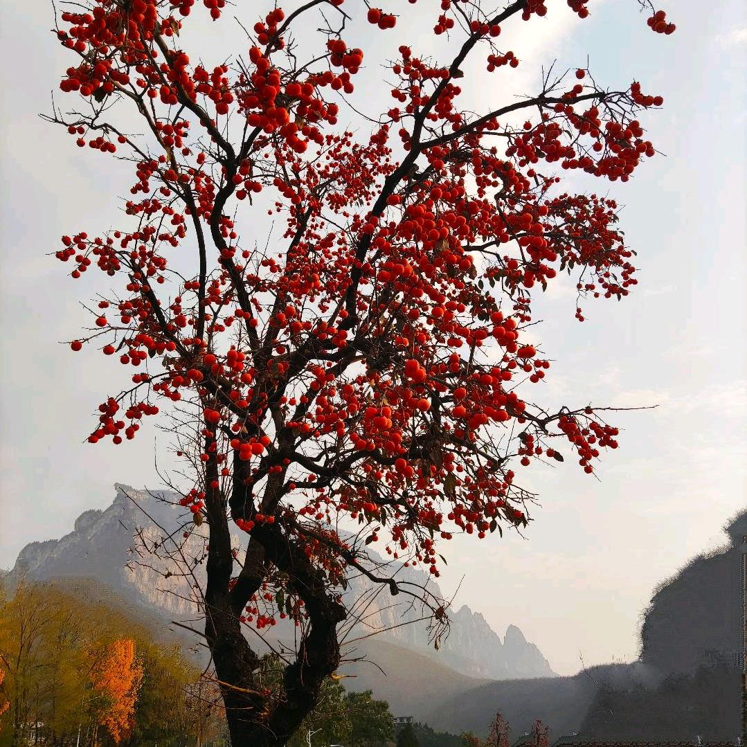 素简