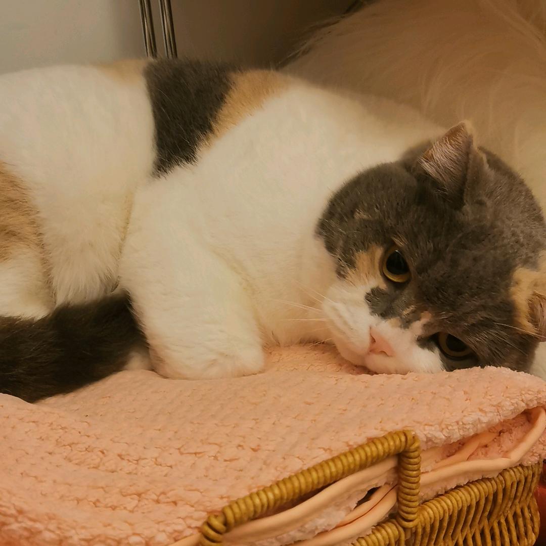 再看一下就要喵了