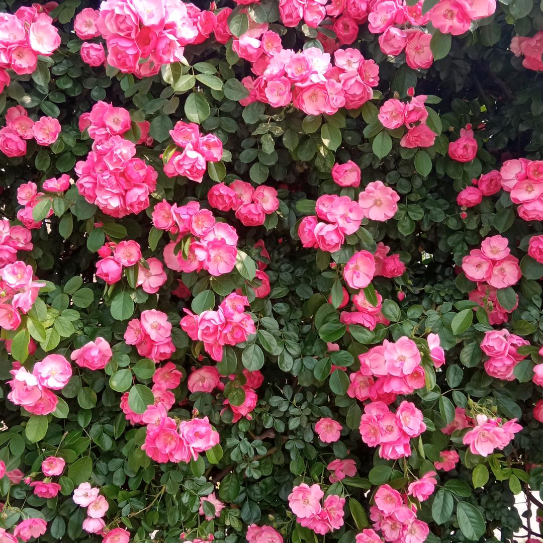 李前英🌹🌹🌹🌹🌹💘💘💘