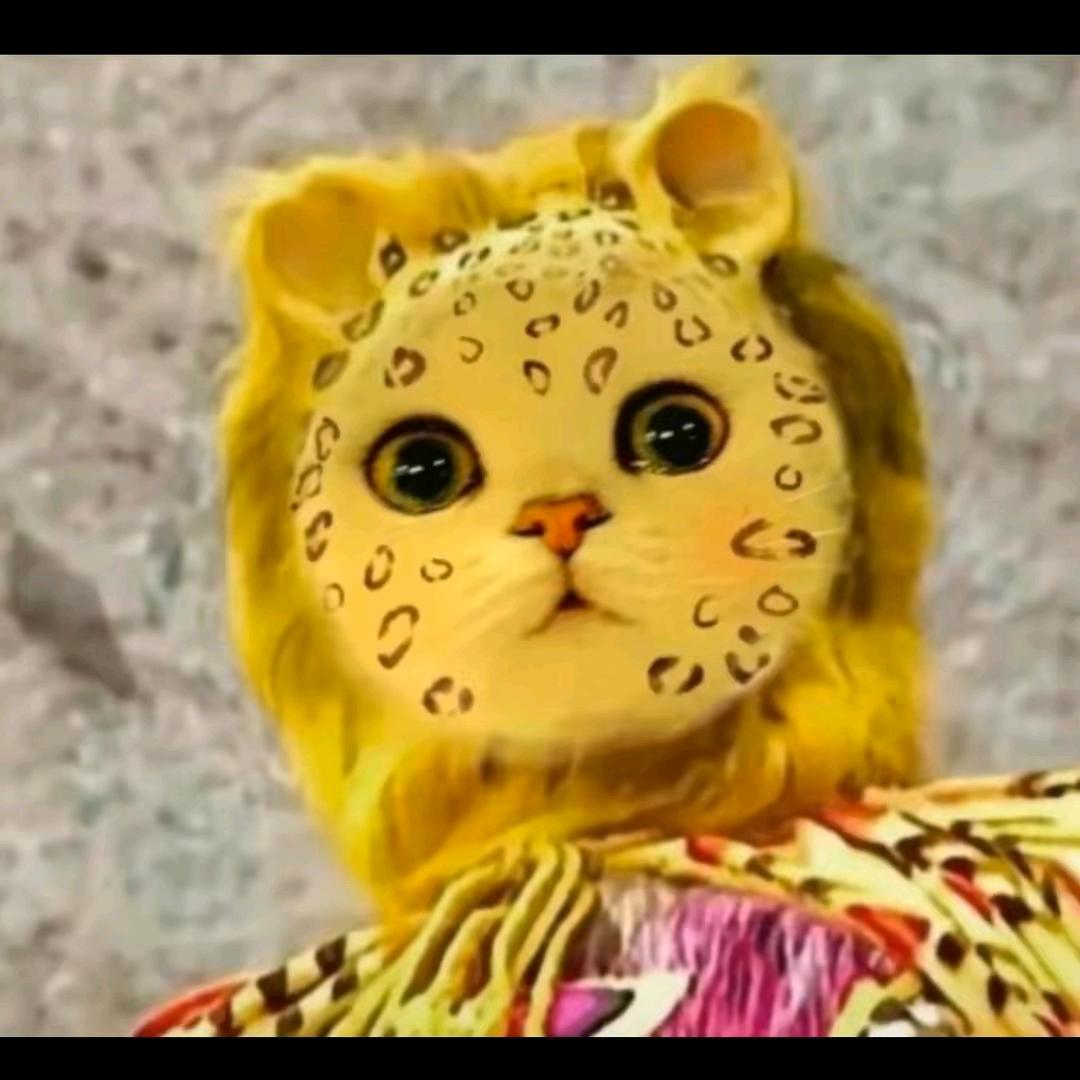 🌈小花猫