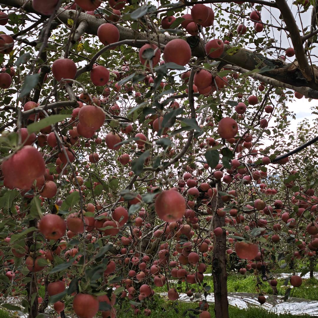 优质水果产地直销