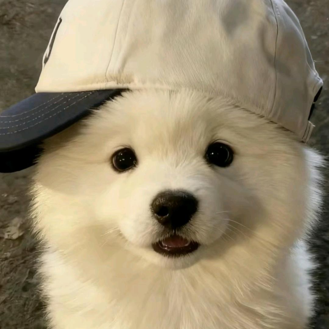 牛牛
