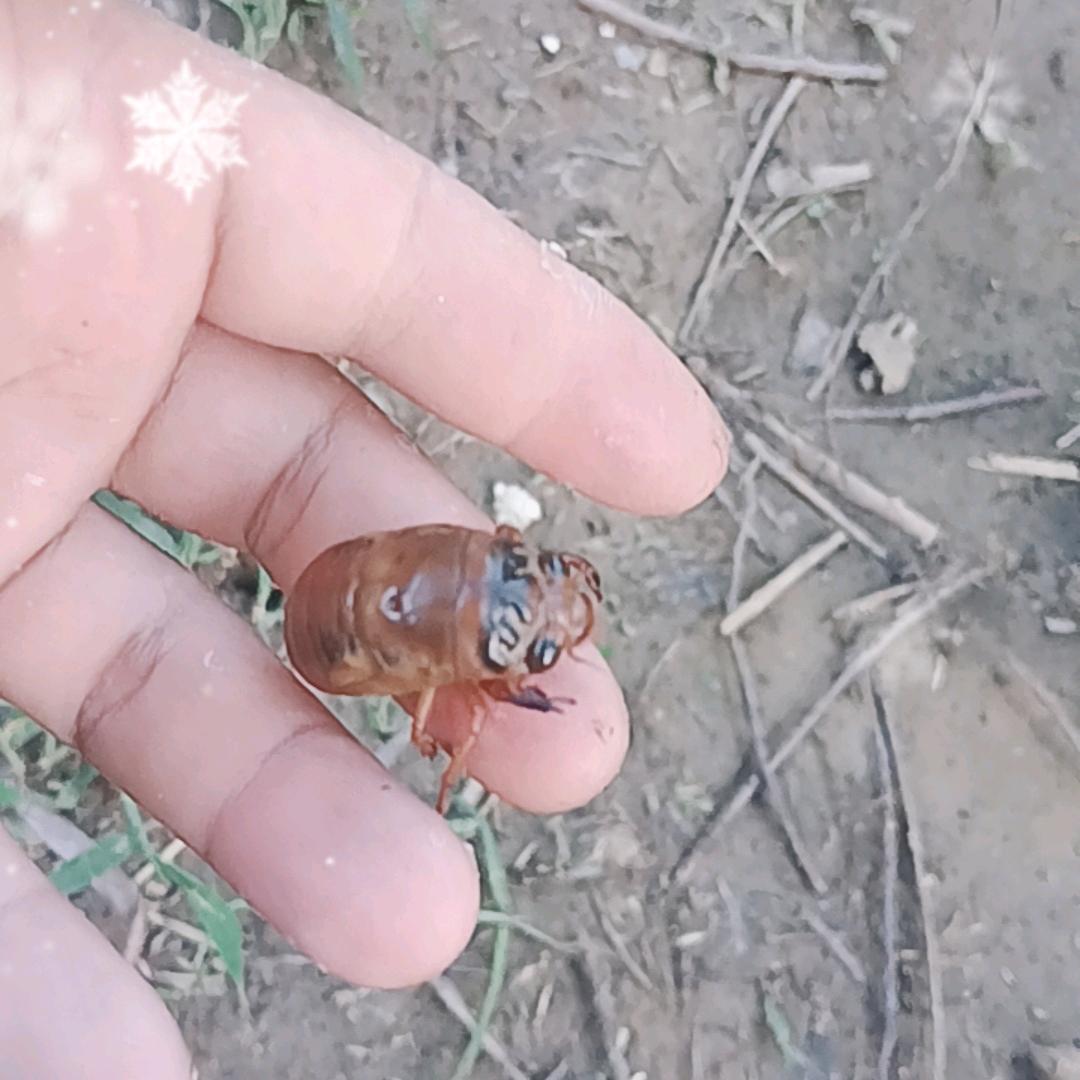 鲁南优品