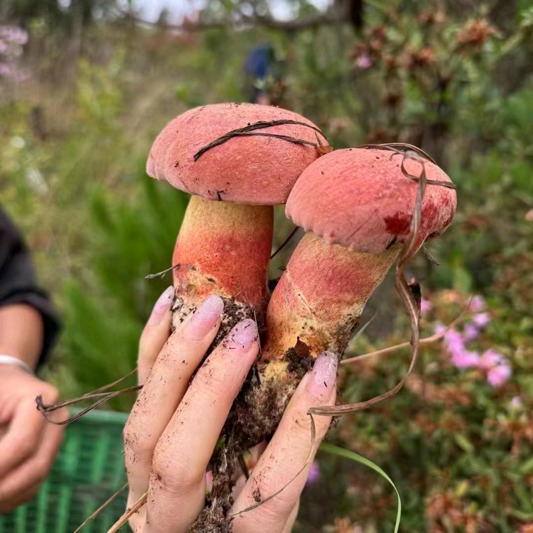 南华海源野生菌