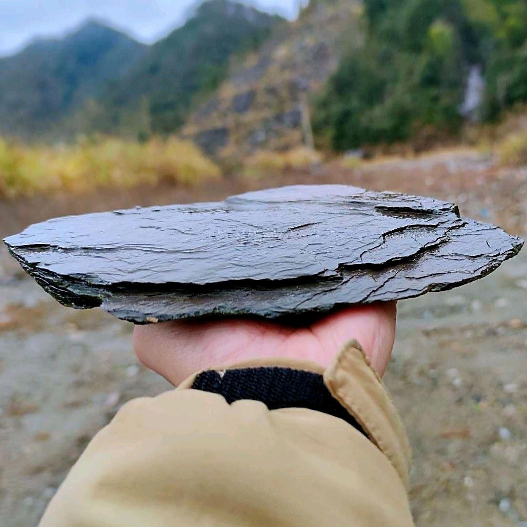 居然水族