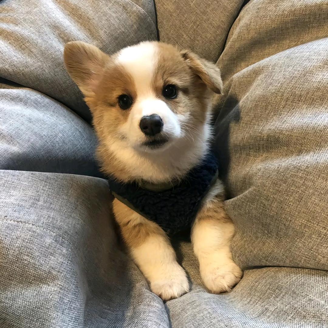 成成