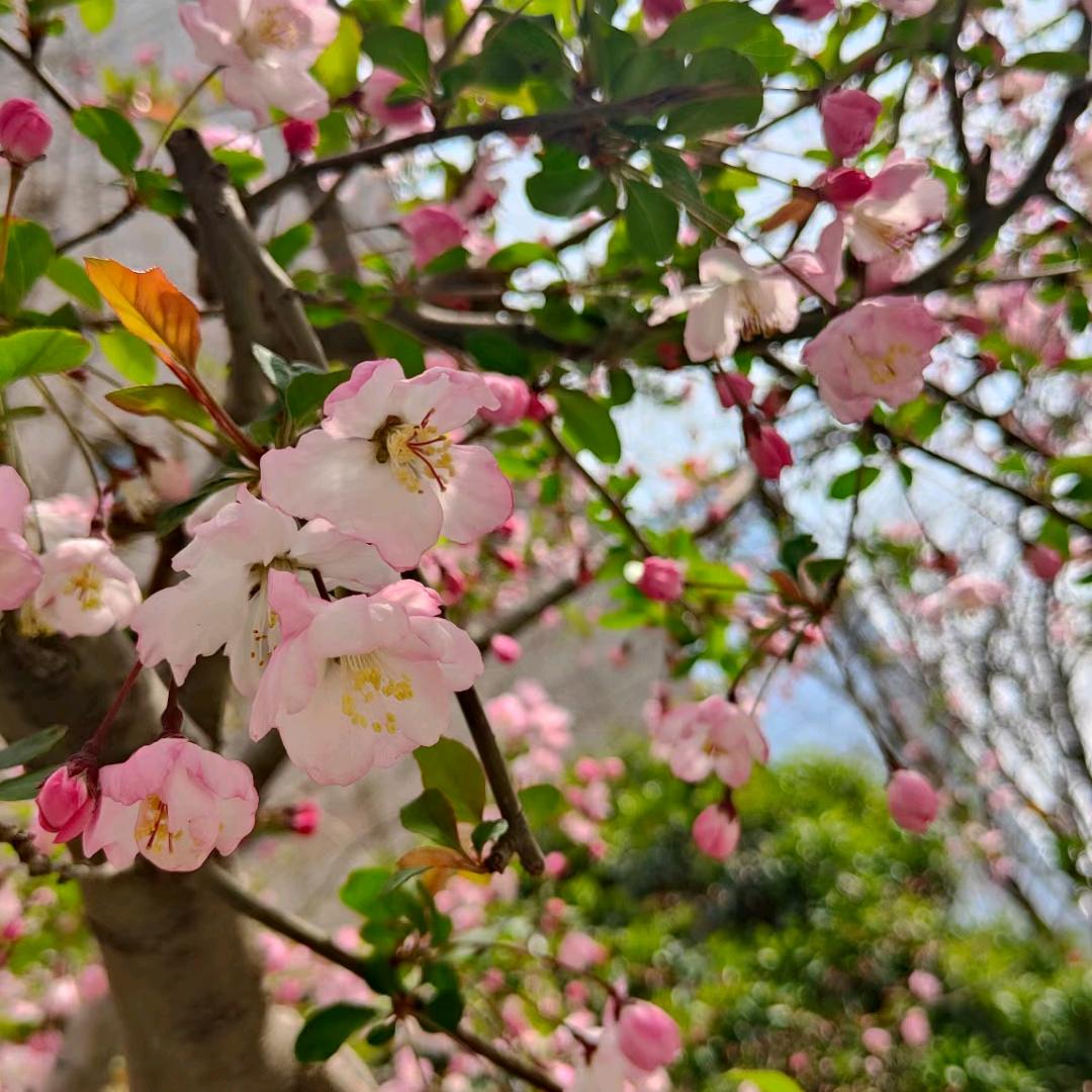 虎虎生威