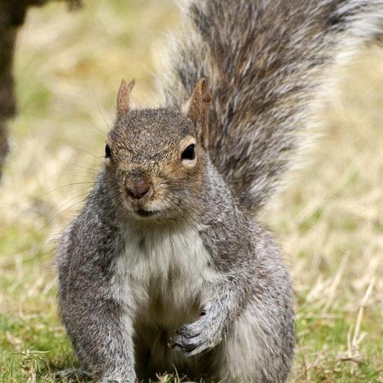 涵涵的白色巧克力