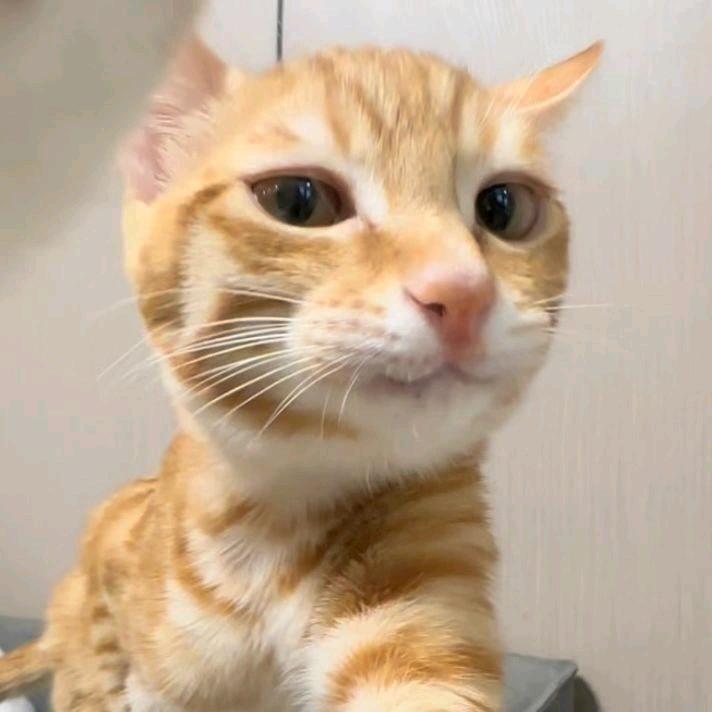 手机用户67786838000