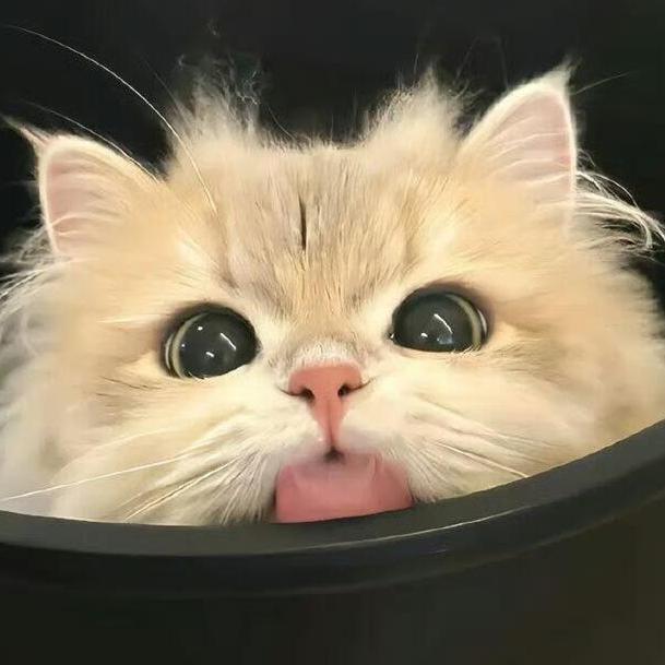 明天吃什么