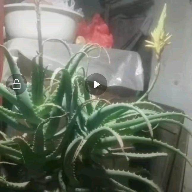 飞天