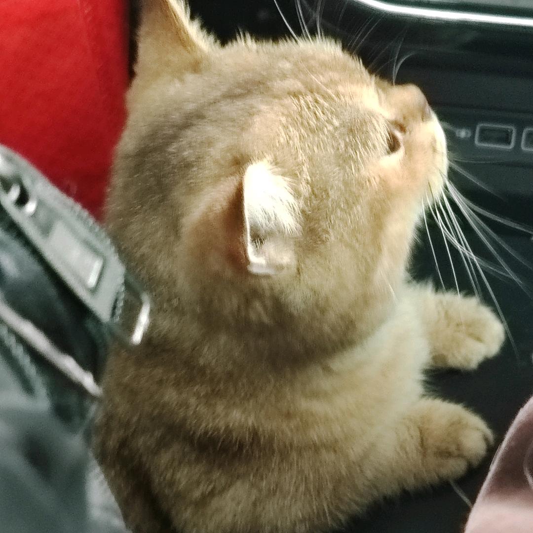 咪宝