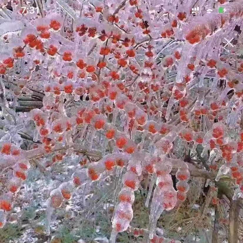 明轩