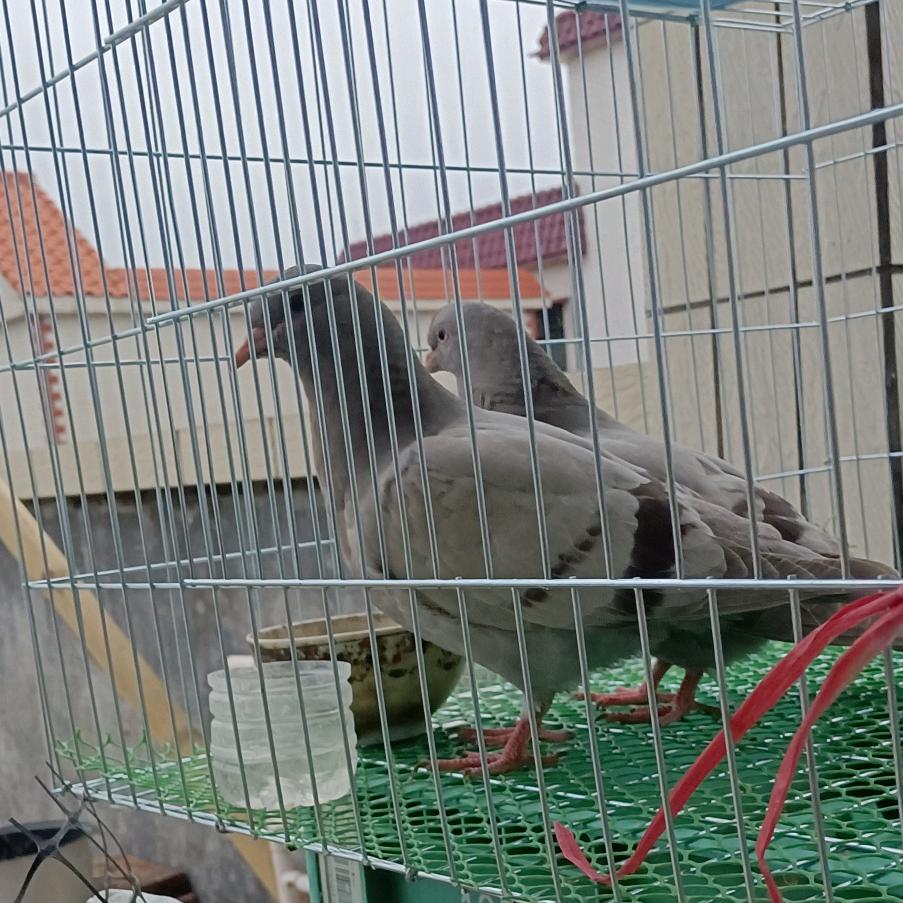 粤鸽三农🕊️
