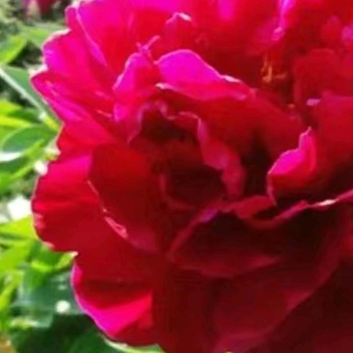 🍀🌹🐇🐇🌲🎄🌺🌻