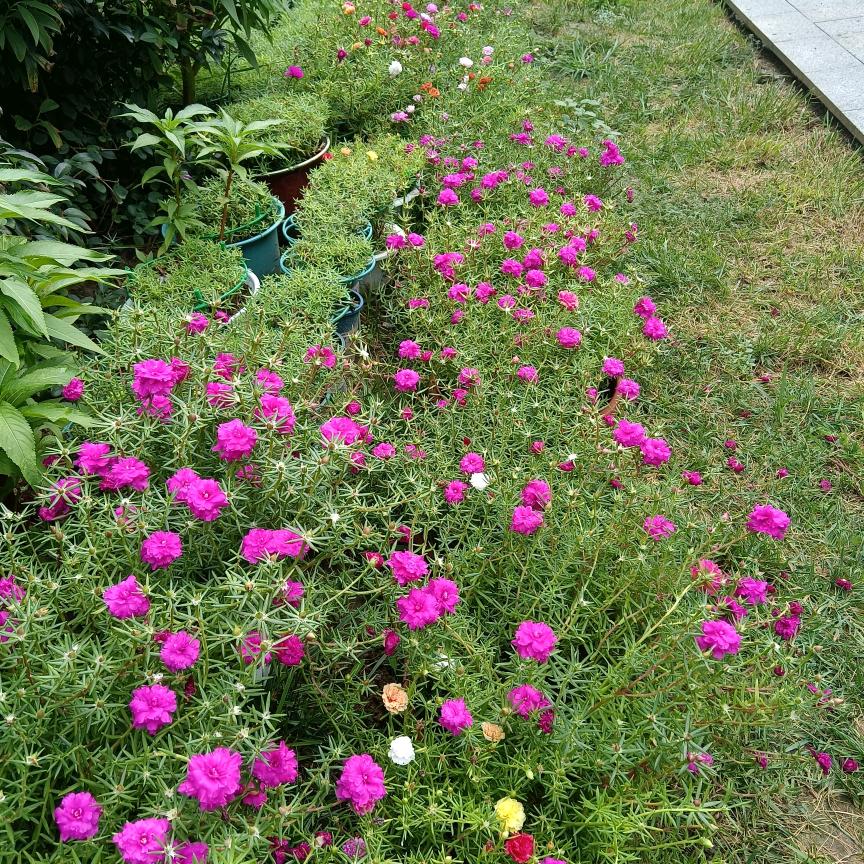 潍坊老李来探房（生活号）