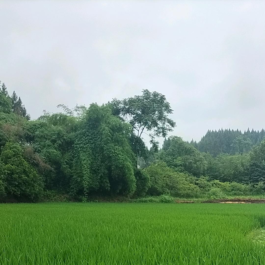 锋锐