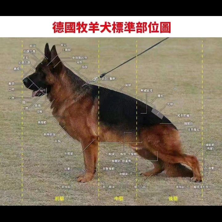 爱犬人