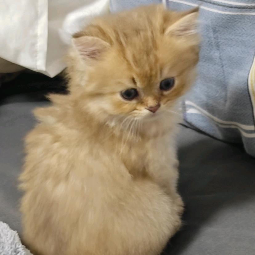 小猫专辑刊