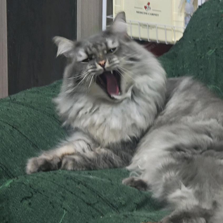 图拉是只缅因猫