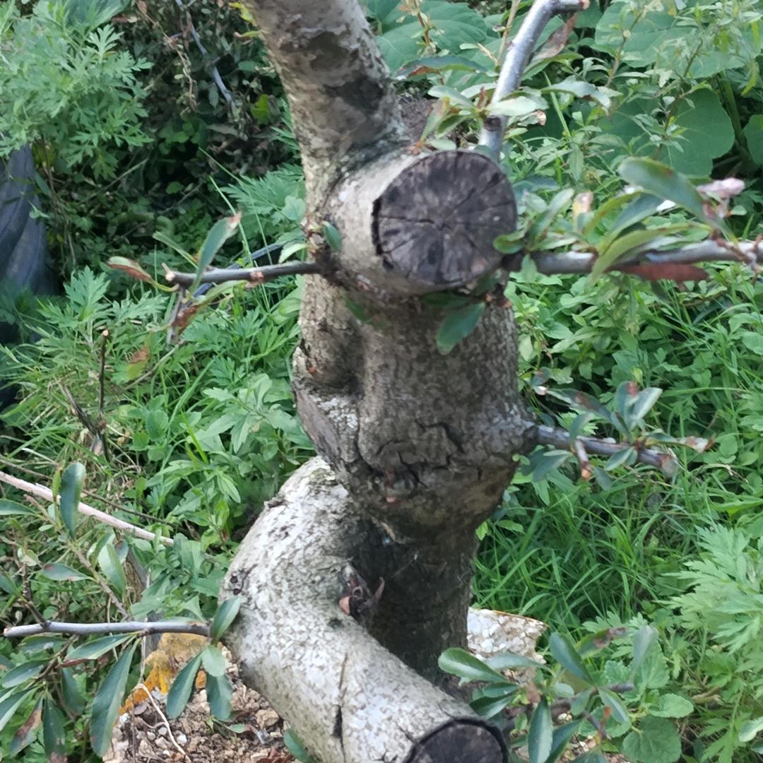 何须相守到白头