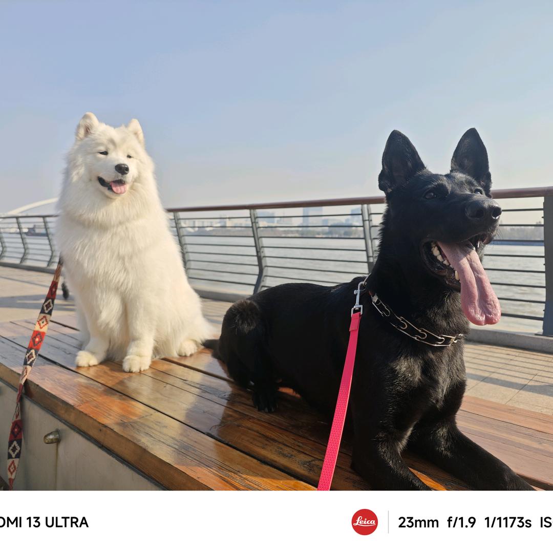 @训犬小伟