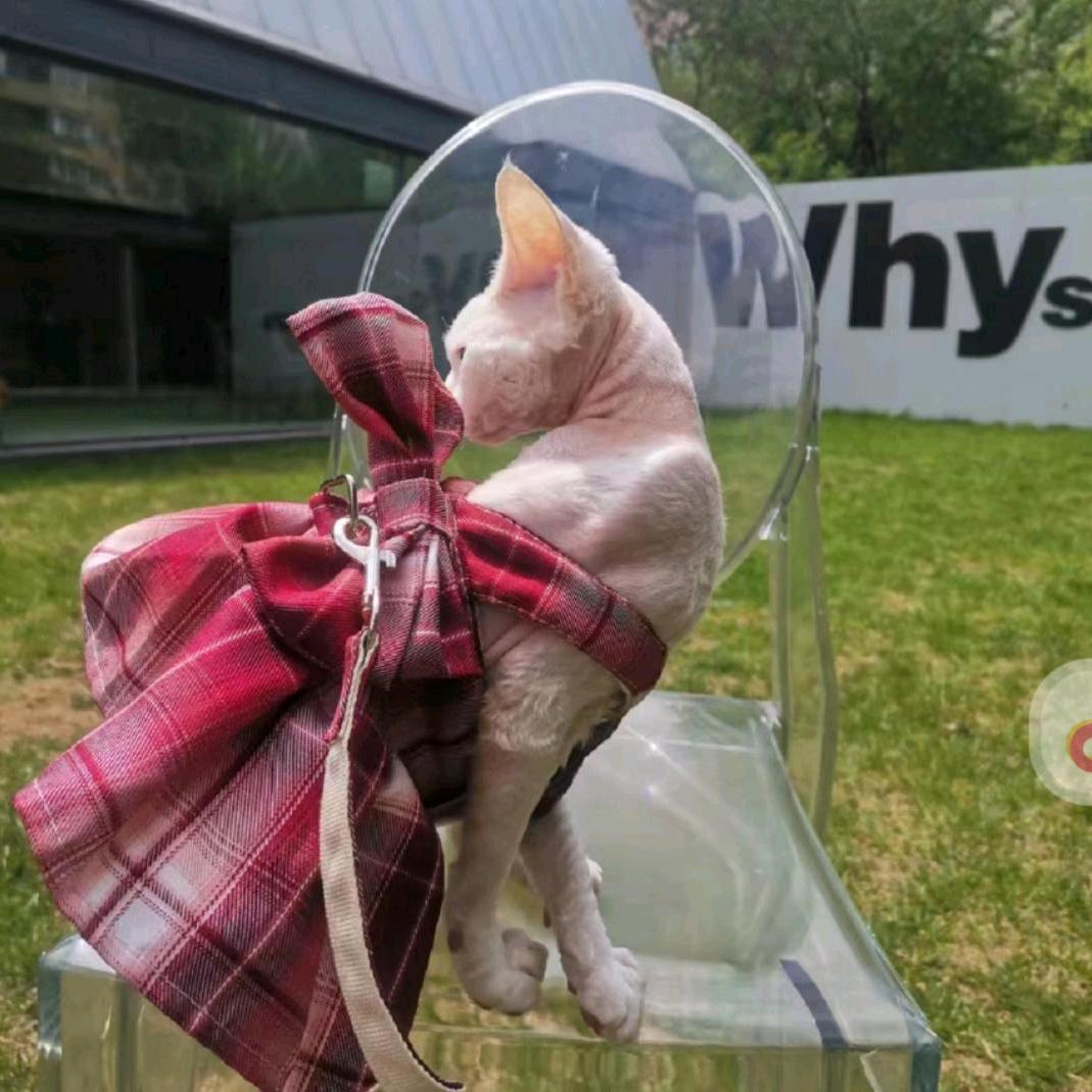 德文小奶猫(找家长版)