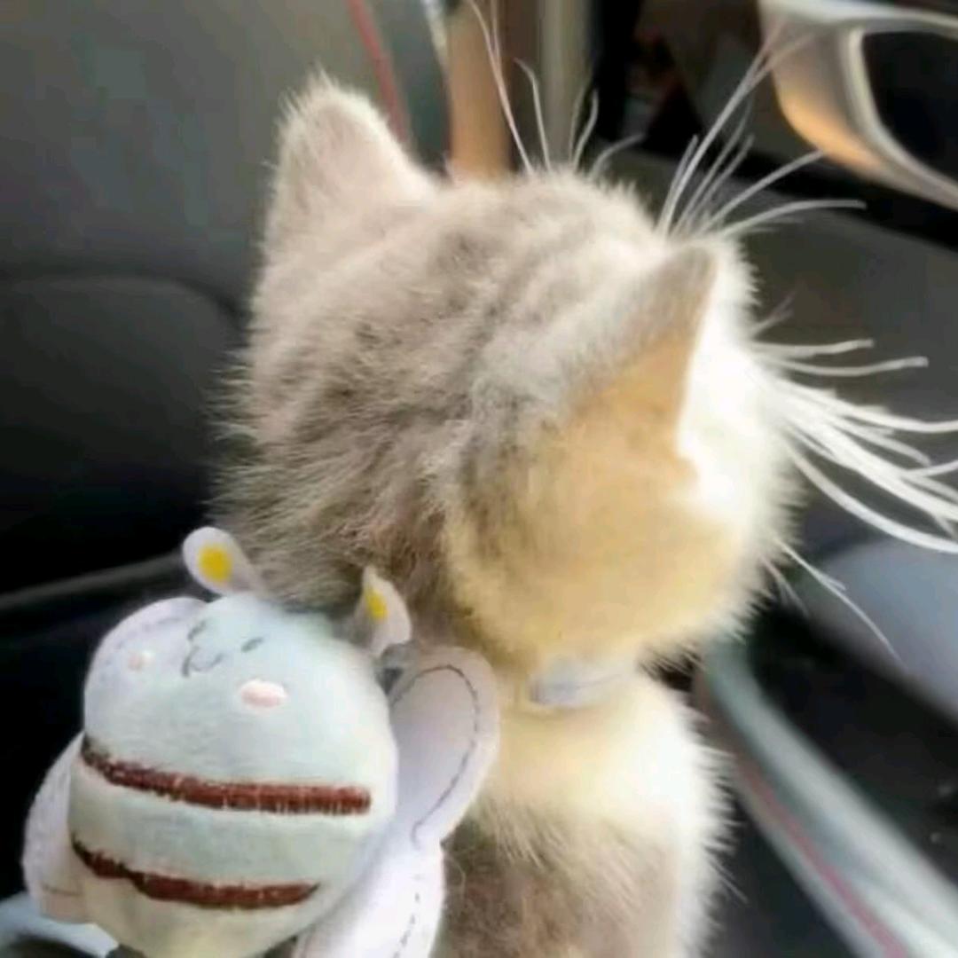街椿树下的猫