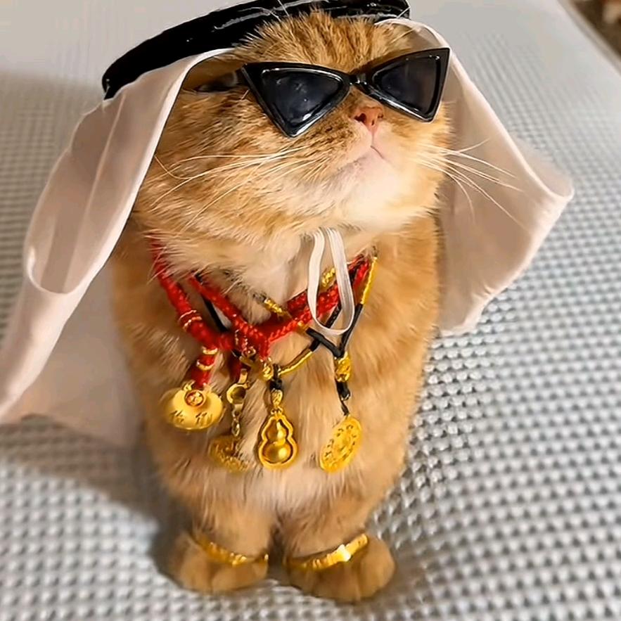，。，。，。，。头像